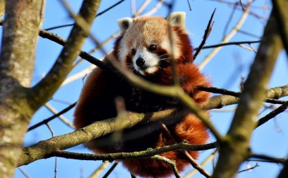我国生物多样性保护成效如何？这份“成绩单”亮了