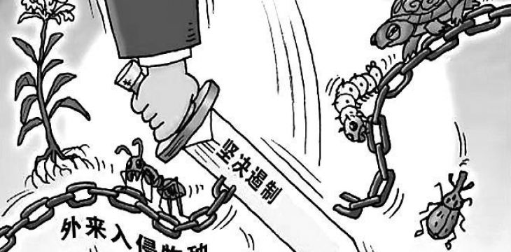 全球入侵物种成本知多少？最新研究称过去60年间每年约350亿美元