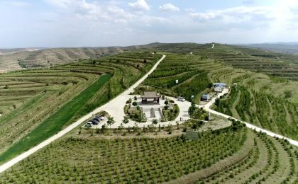 数千只濒危鸟类为何重返黄土高原