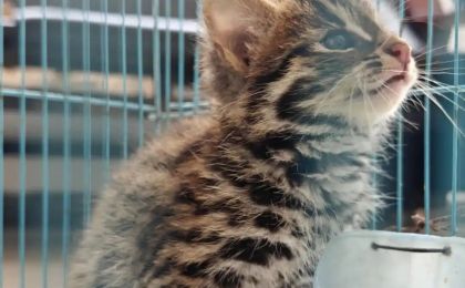 湖南零陵成功救助国家二级保护动物豹猫