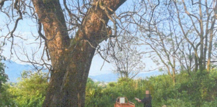 痛心！三百年古树竟遭毒手……