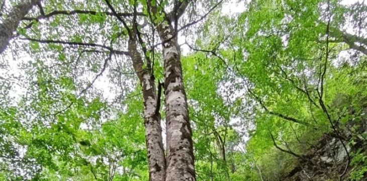 太白山自然保护区发现水青树古树群 系国家二级重点保护野生植物