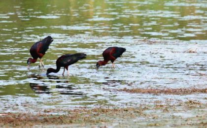 国家一级保护动物彩鹮首次现身宁夏吴忠黄河湿地