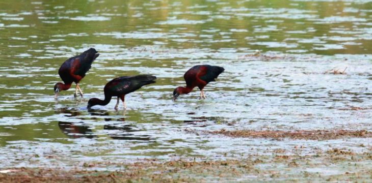 国家一级保护动物彩鹮首次现身宁夏吴忠黄河湿地