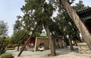 关公故里修复50余株古树名木