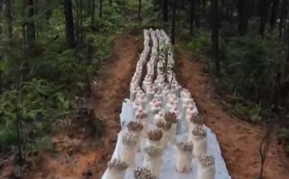 年产量超2亿吨！我国多地森林食物迎来夏季采收