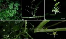 广西发现葫芦科新物种疣茎绞股蓝