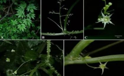 广西发现葫芦科新物种疣茎绞股蓝