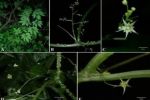 广西发现葫芦科新物种疣茎绞股蓝