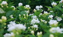 全世界爱唱爱吃的“茉莉花”，60%来自这里