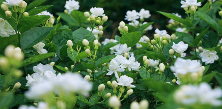 全世界爱唱爱吃的“茉莉花”，60%来自这里