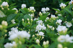 全世界爱唱爱吃的“茉莉花”，60%来自这里