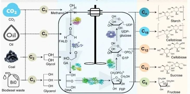 我国科学家实现“二氧化碳制糖”