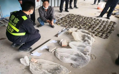 17人猎杀买卖禾花雀获刑：“极危动物”仅5元一只收购，催肥后20多元卖出