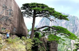 安徽多措并举保护古树名木 用一抹绿色留住历史与乡愁