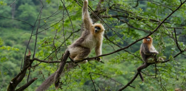以重大工程推进生物多样性系统保护