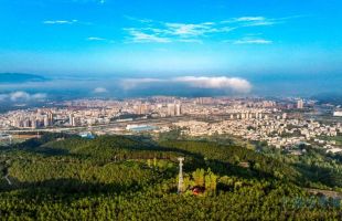 湖北竹山优化完善林木采伐管理机制