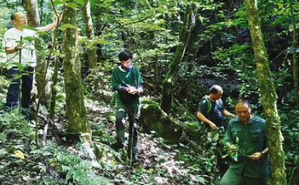 陕西发现国家二级重点保护野生植物庙台槭种群
