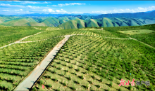 中国“三北”工程荣获“全球技术成就林业奖”