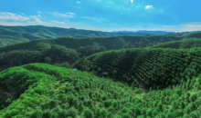 森林碳汇调查赛项彰显绿色担当