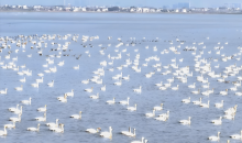 江西：越冬候鸟陆续抵达鄱阳湖余干水域