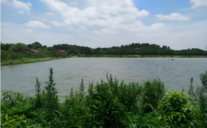 江西丰城药湖湿地从无序养殖地到“候鸟天堂”