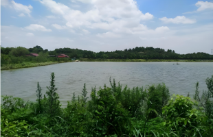 江西丰城药湖湿地从无序养殖地到“候鸟天堂”