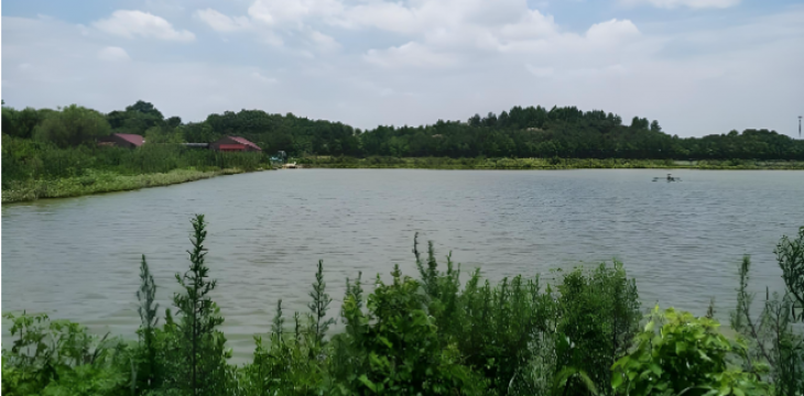 江西丰城药湖湿地从无序养殖地到“候鸟天堂”