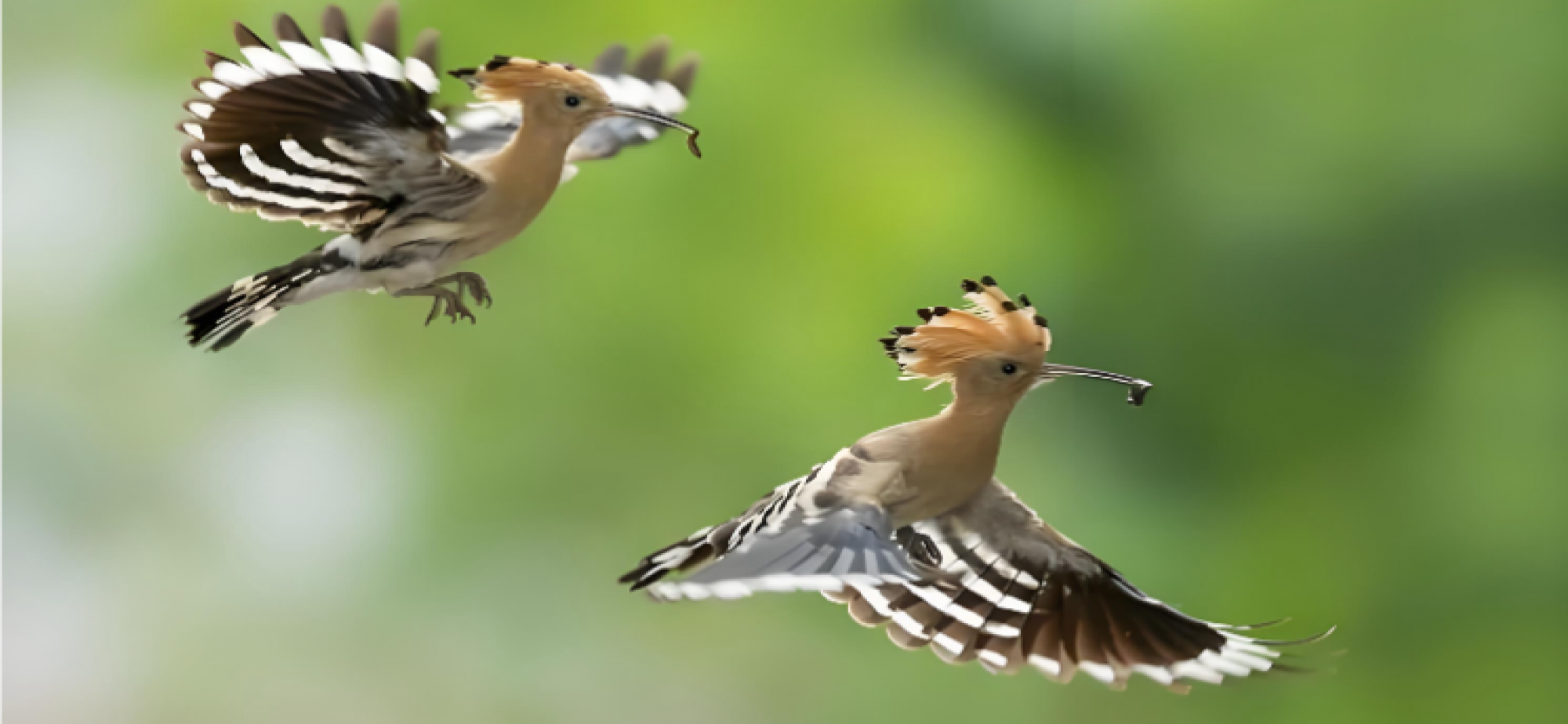 中国鸟类保护成果显著
