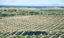 从“沙进人退”到“绿进沙退”，科技治沙有新招！  