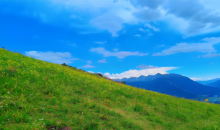 陕西定边：盐碱沙地披上“牧草绿”