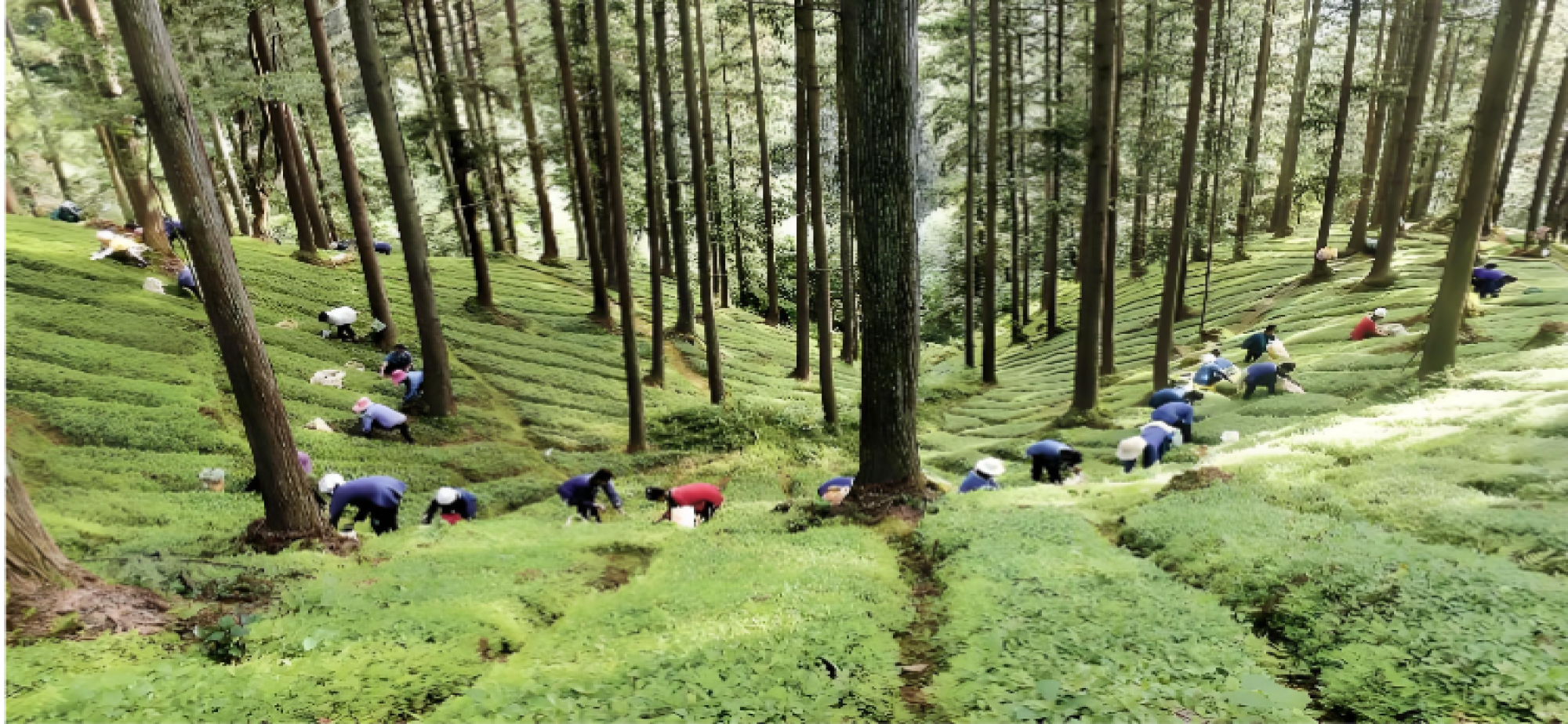 林下经济的“广西样板”