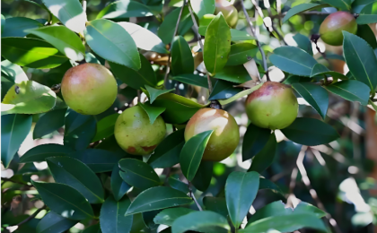 “油茶第一大省”湖南这样挑大梁