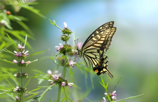 浙江五个攻坚全力推进野生动植物保护管理