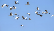 无人机拍鸟，别以记录自然的名义破坏自然