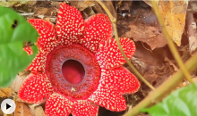 珍稀寄生花现身云南 无叶无根绽放短暂绚烂