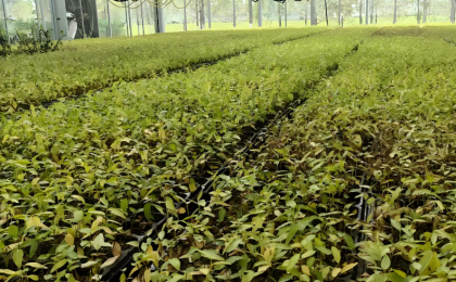 城市绿化事关民生福祉    