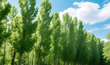 “造林承包合同”岂能成废纸一张  