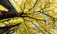 古老银杏 韵传古今   