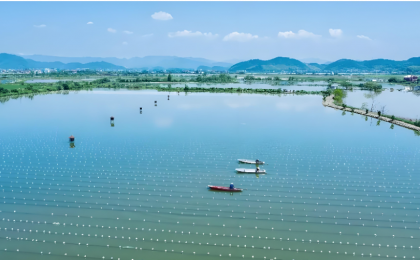 这里的珍珠有点“绿”！  