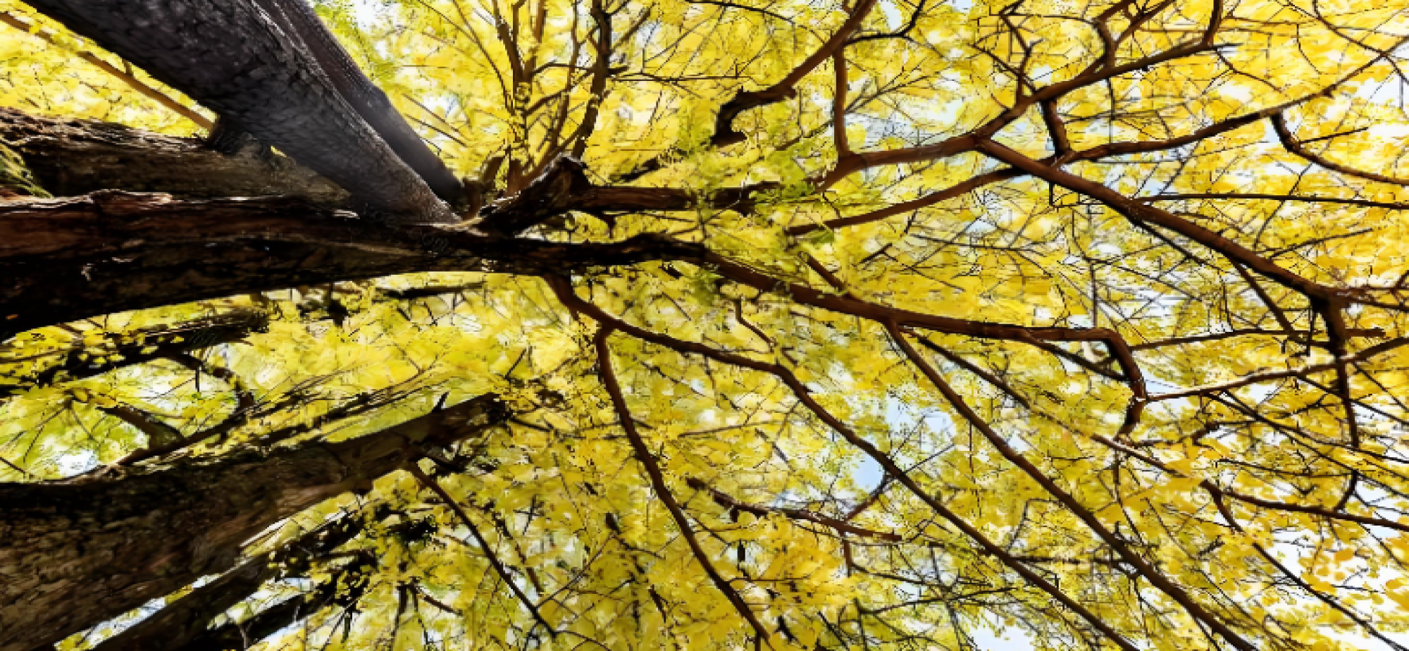 古老银杏 韵传古今