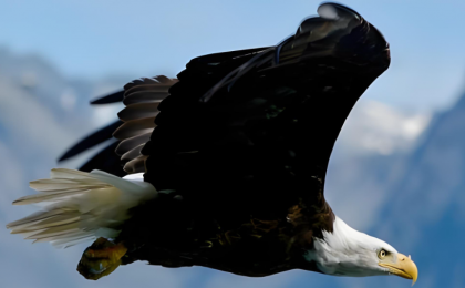 更多猛禽飞过京城天空  