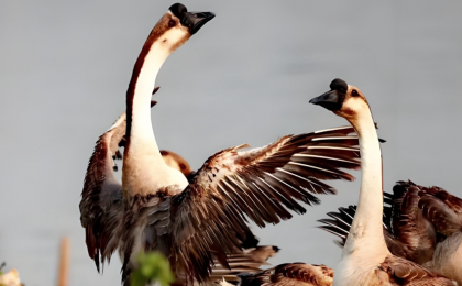 灰鹅“振翅”描绘农商旅产业联动新图景   