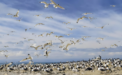 让迁徙之路洒满羽翼的光影   