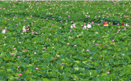 一场来自中国的绿色故事，在COP30被听见 