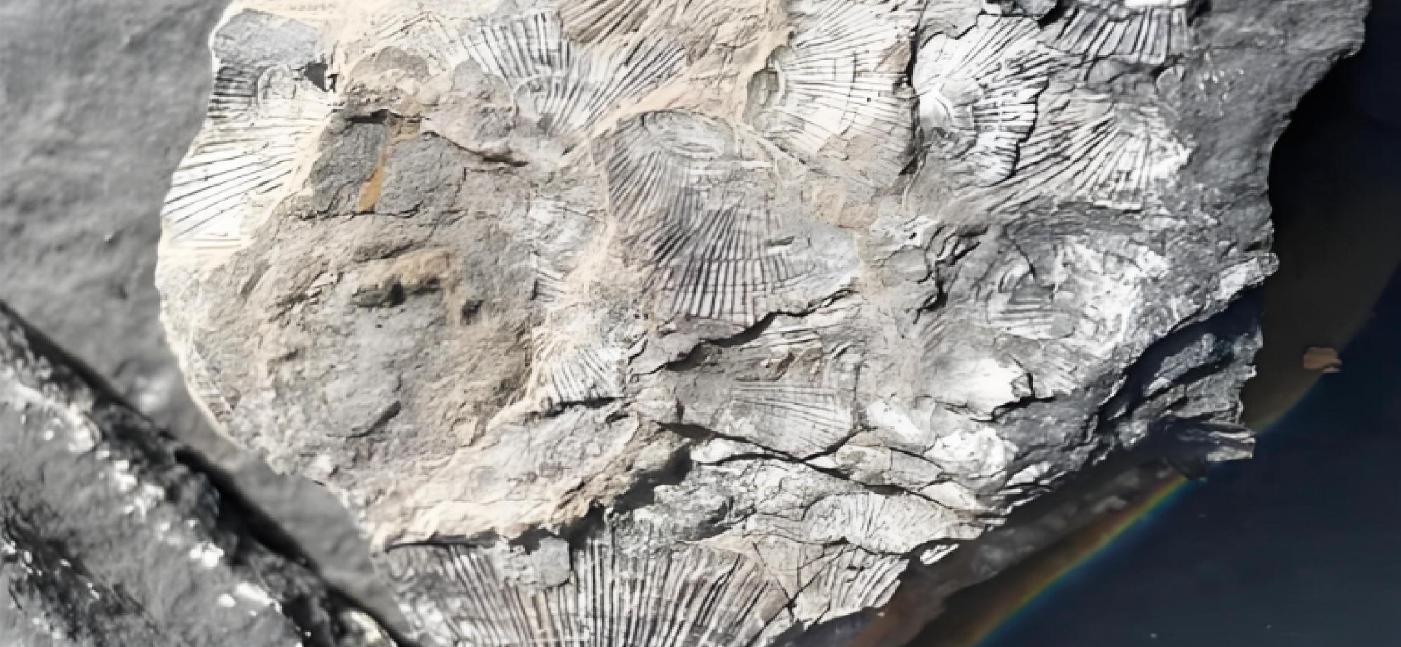 科学家发现5.4亿年前“化石宝库”