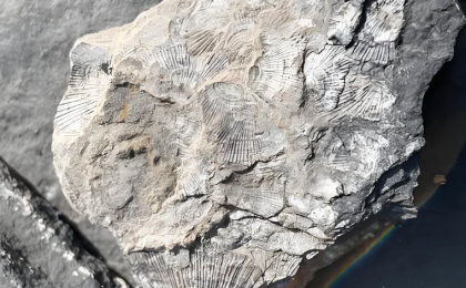 科学家发现5.4亿年前“化石宝库”  