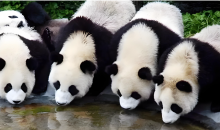 大熊猫圈养种群数量达808只  