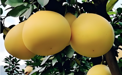 小柚子长成大产业  ——对三地柚子产业链的一线探访     