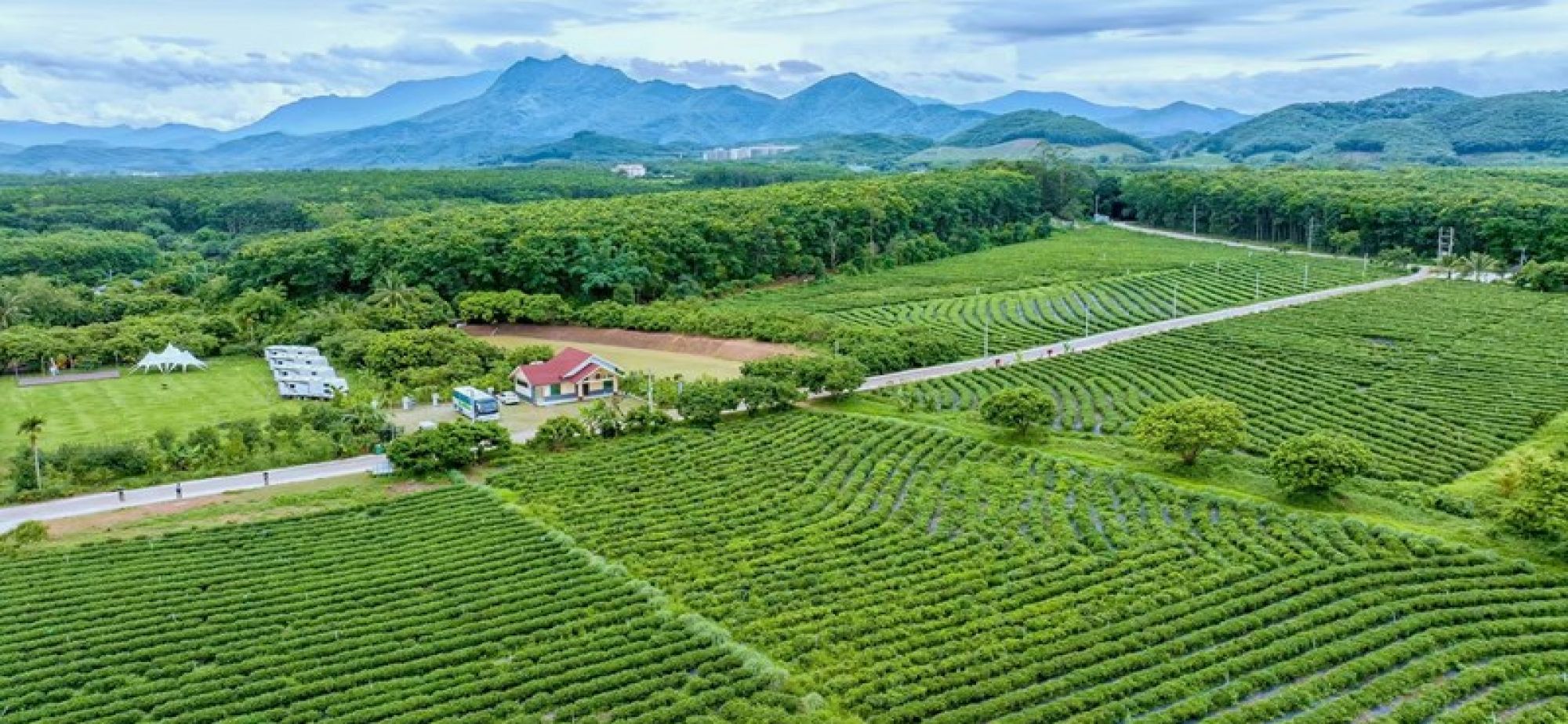 绿水青山育好茶